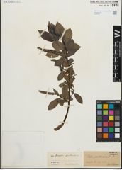 Foto von Salix fragilis L. x Salix pentandra L.